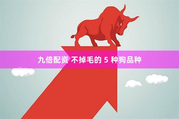 九倍配资 不掉毛的 5 种狗品种